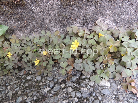 woodsorrel, creeping